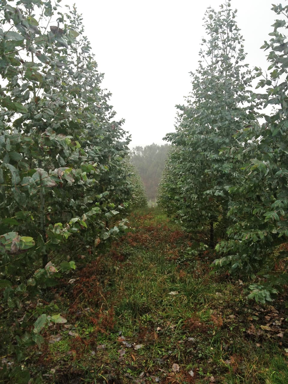 La mejor maquinaria forestal