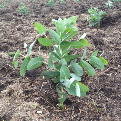 Plantas forestales en Carballedo | Forestal Lamela