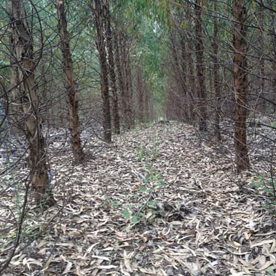Plantas forestales en Carballedo | Forestal Lamela