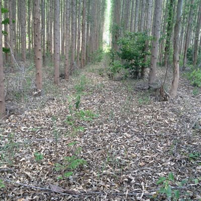 Plantas forestales en Carballedo | Forestal Lamela