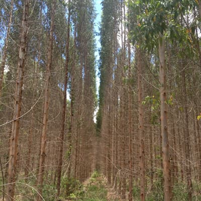 Plantas forestales en Carballedo | Forestal Lamela