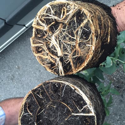 Plantas forestales en Carballedo | Forestal Lamela