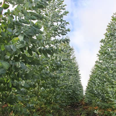 Plantas forestales en Carballedo | Forestal Lamela