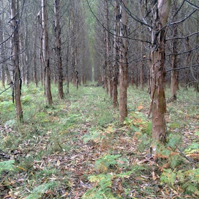Plantas forestales en Carballedo | Forestal Lamela