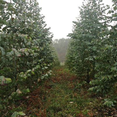 Plantas forestales en Carballedo | Forestal Lamela