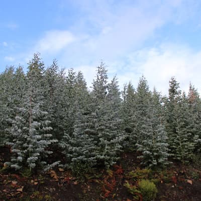 Plantas forestales en Carballedo | Forestal Lamela