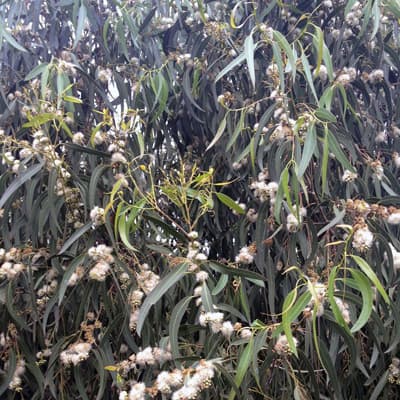 Plantas forestales en Carballedo | Forestal Lamela