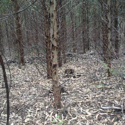 Plantas forestales en Carballedo | Forestal Lamela