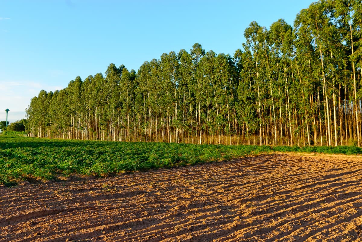 Expertos en plantas forestales