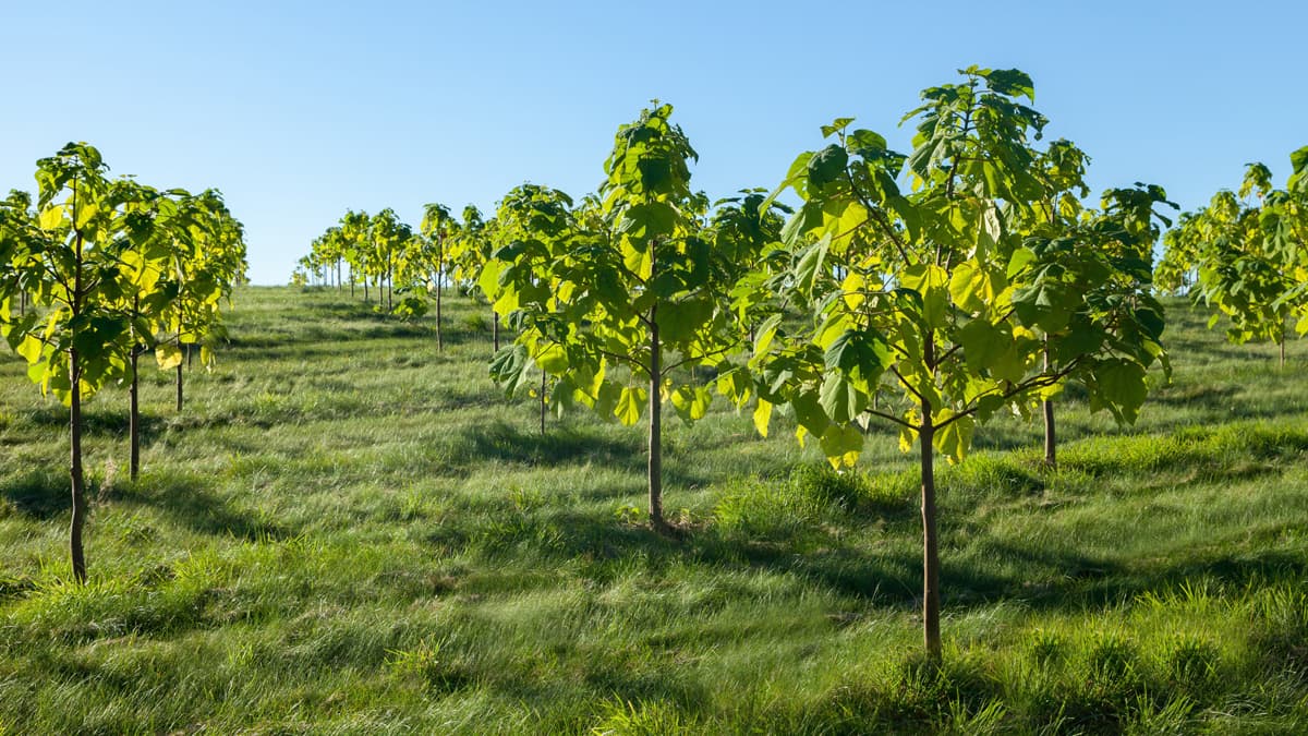 Fase de plantación