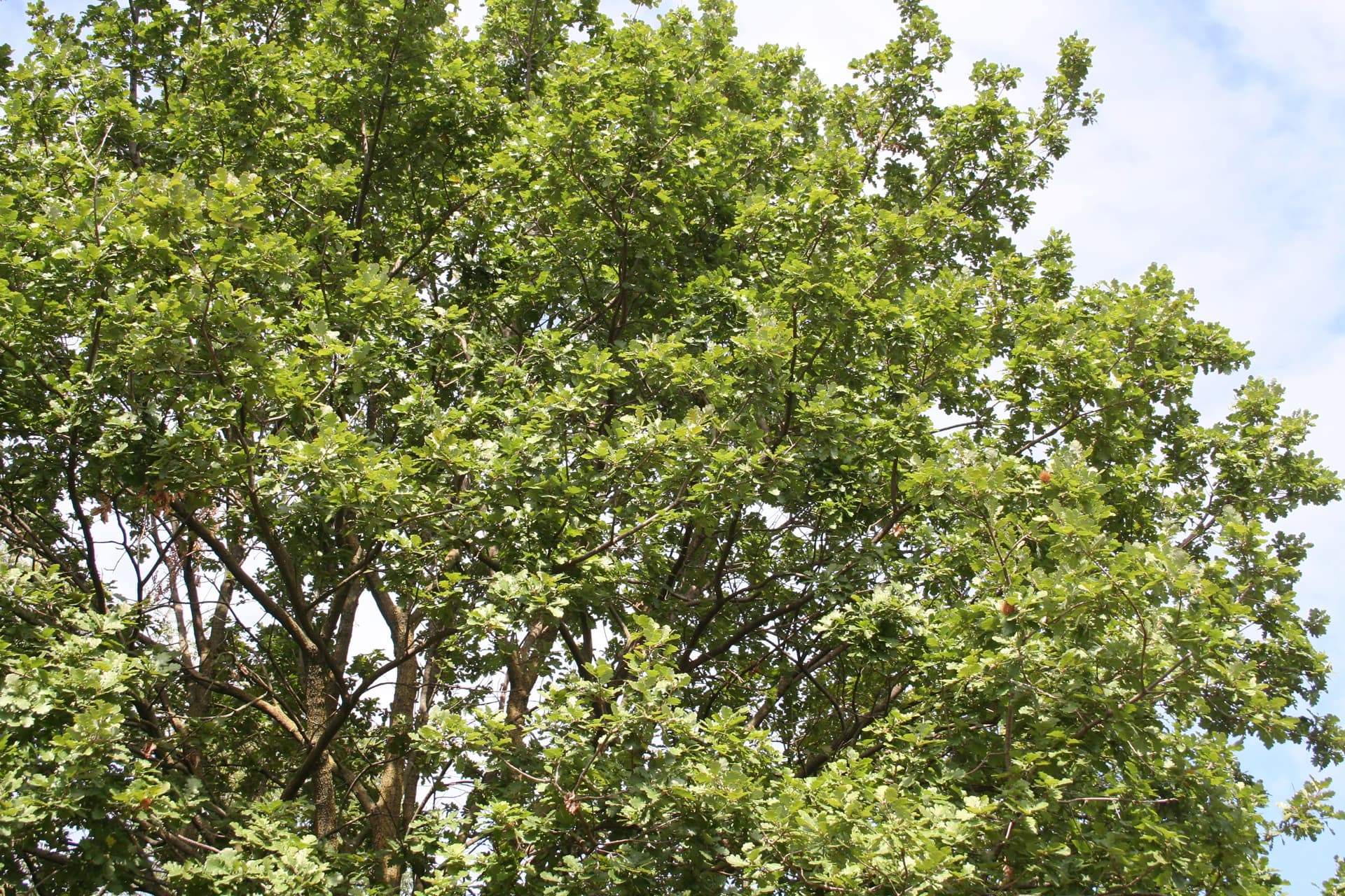 Plantaciones forestales profesionales en Carballedo