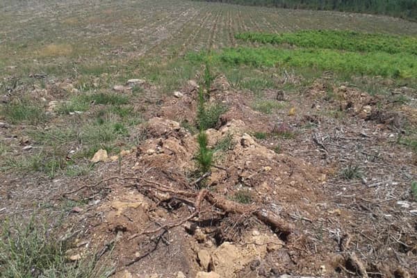 Plantaciones