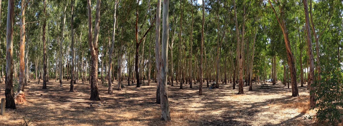 ¿Qué plantaciones realizamos?