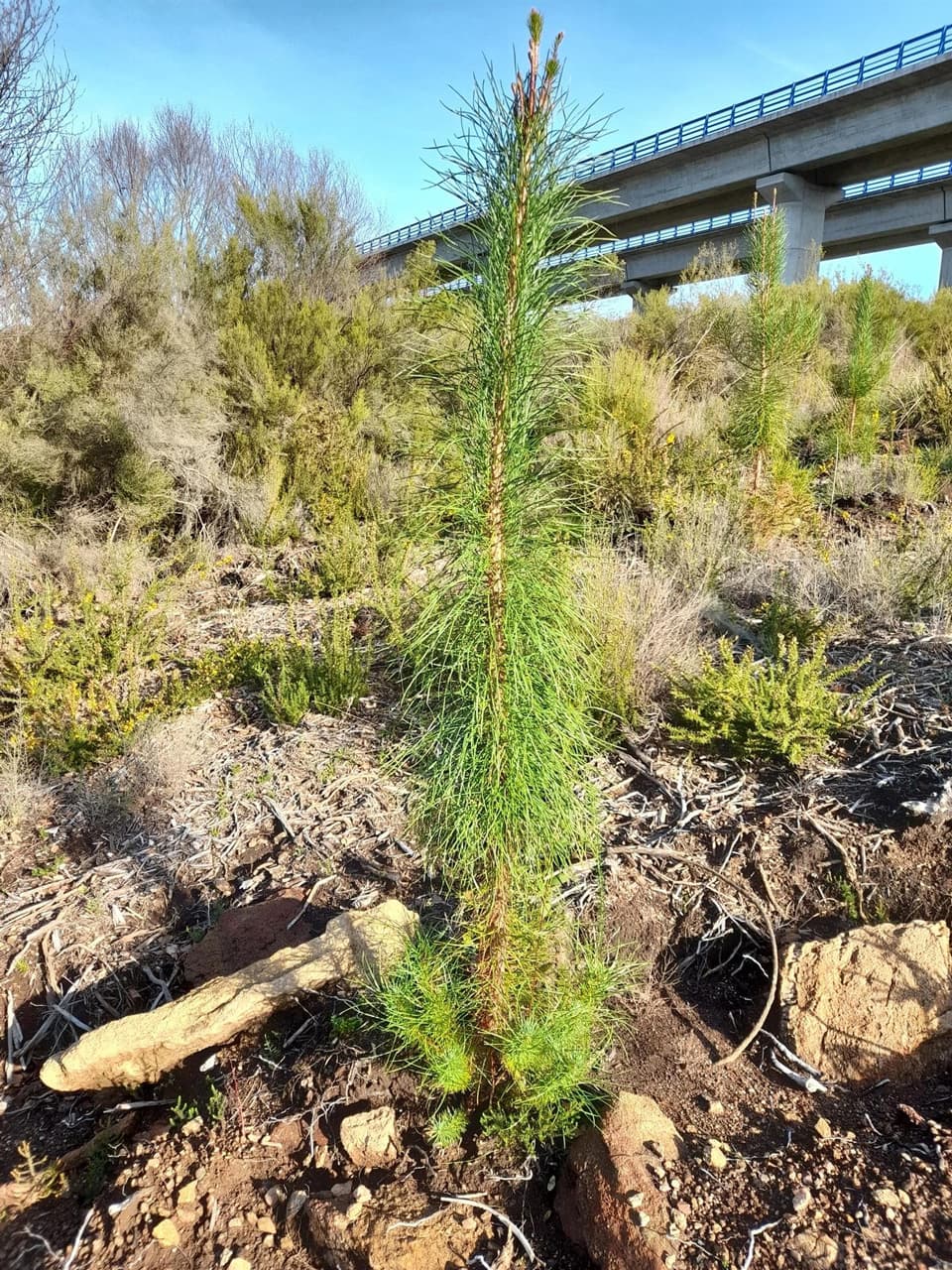 Plantaciones forestales