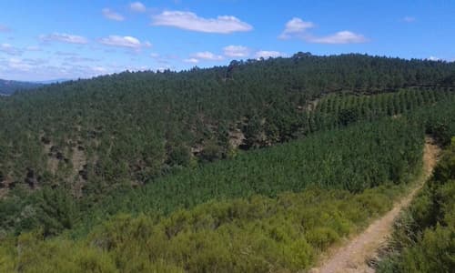 Trabajos forestales en Carballedo | Forestal Lamela