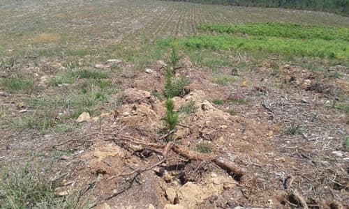 Trabajos forestales en Carballedo | Forestal Lamela
