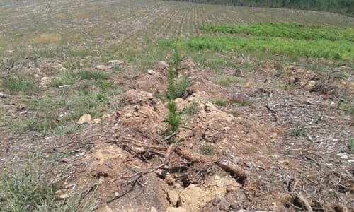 Trabajos forestales en Carballedo | Forestal Lamela