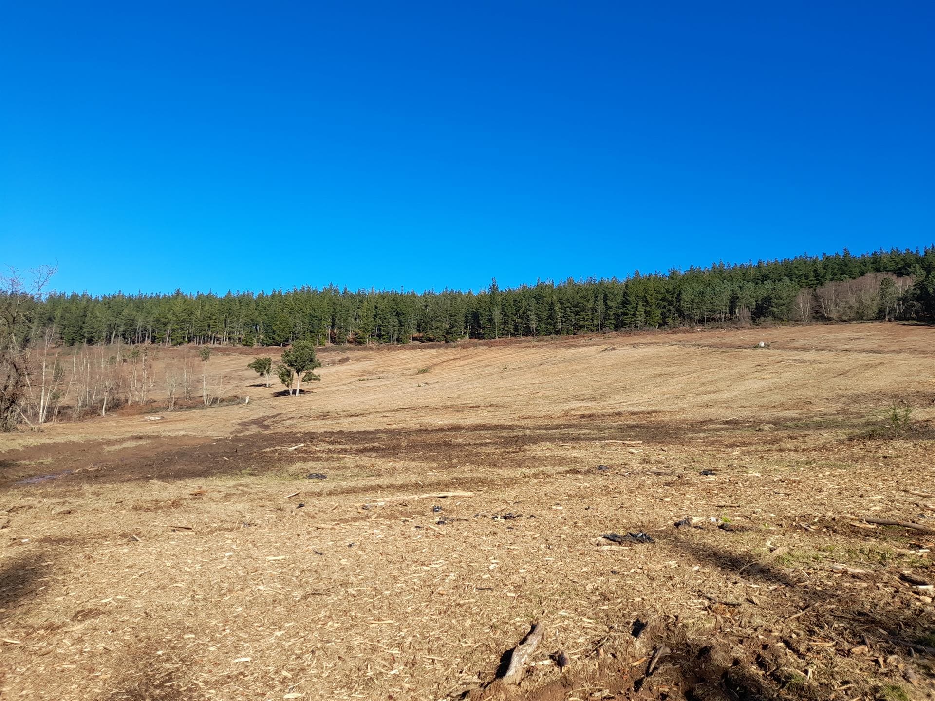 Trabajos forestales en Carballedo | Forestal Lamela