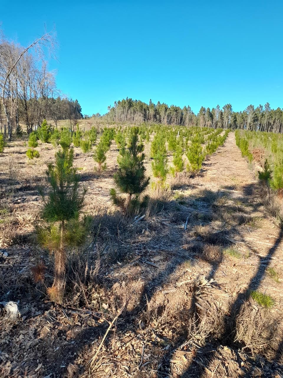 Trabajos forestales en Carballedo | Forestal Lamela