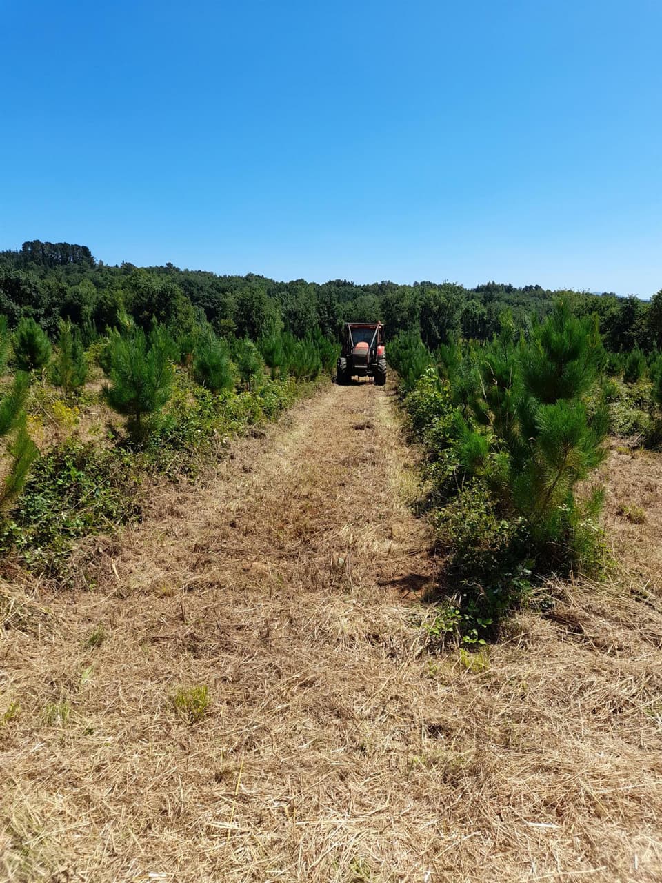 Trabajos forestales en Carballedo | Forestal Lamela
