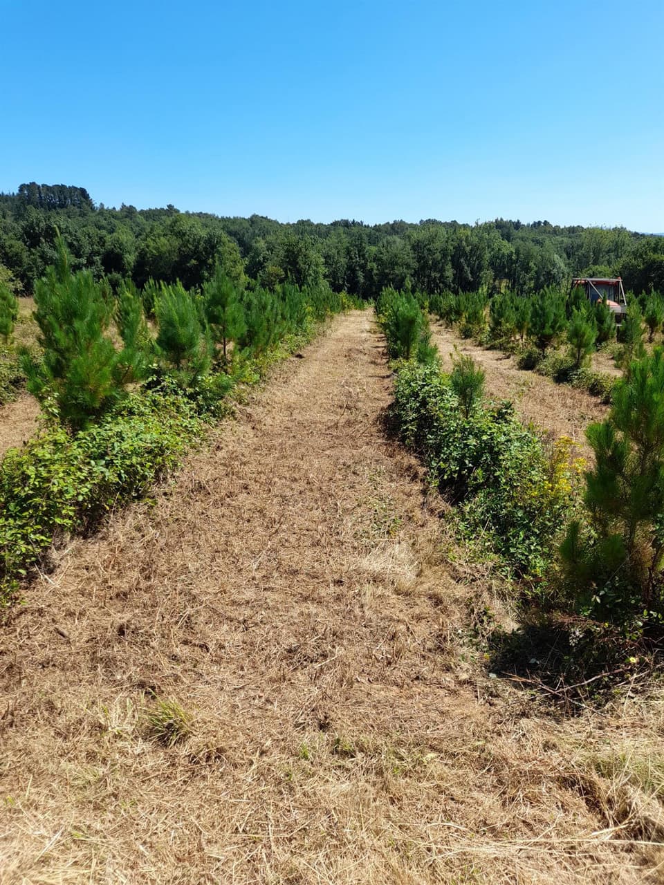 Trabajos forestales en Carballedo | Forestal Lamela