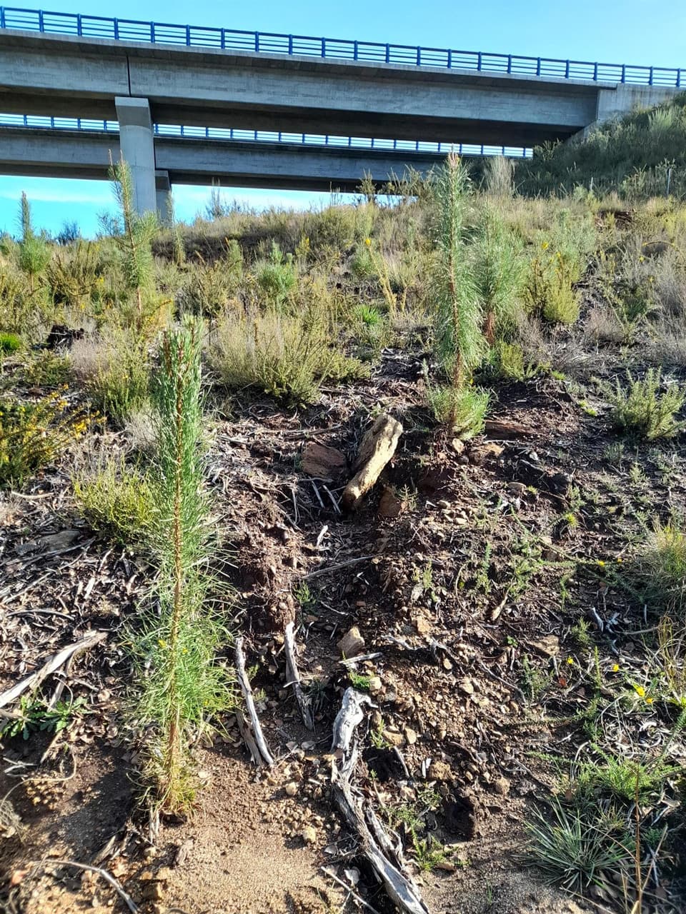 Trabajos forestales en Carballedo | Forestal Lamela